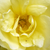 Rumena - Stara vrtna vrtnica - Rosa Harisonii